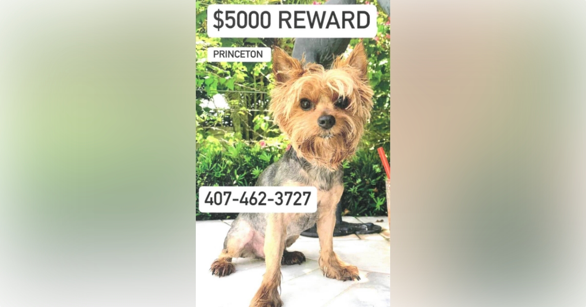 Lost dog "Princeton" wanted by Winter Park Police