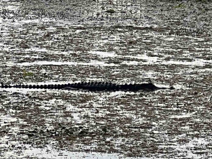 Alligator at Orlando Wetlands in east Orange County