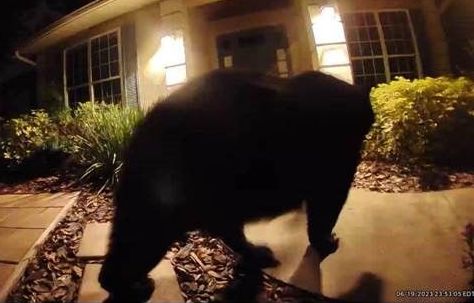 Black bear spotted in Glen Eagle subdivision in Winter Springs