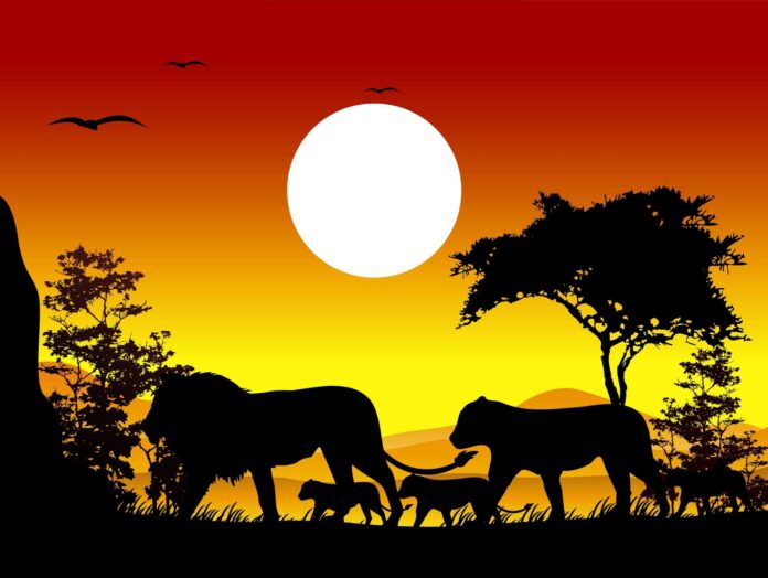 Lions and animal silhouettes with sunset background