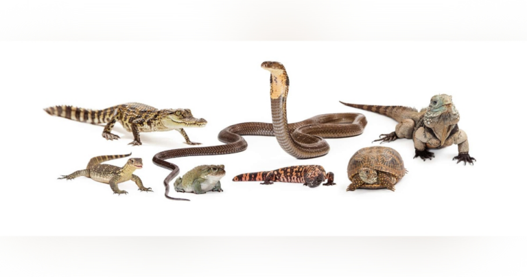 Alligator, snake, turtle, iguana and other reptiles