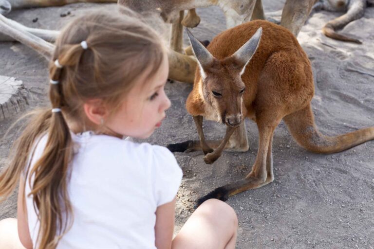 Kangaroo and child at wildlife zoo center on I-Drive in Orlando