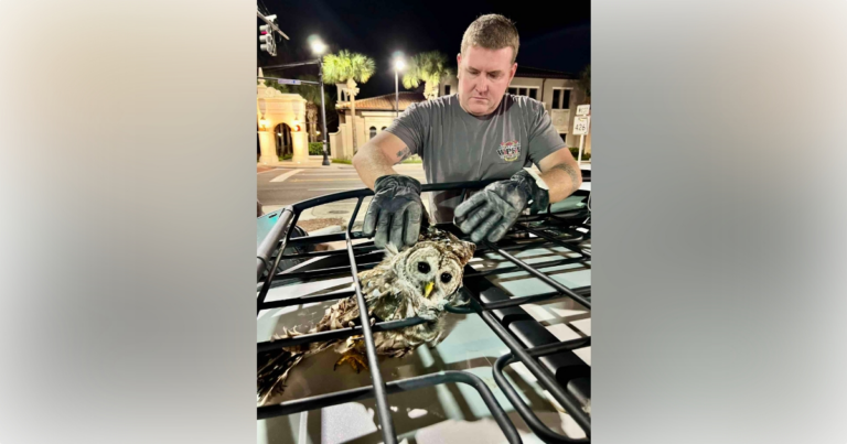 Owl freed from roof rack of vehicle in Winter Park