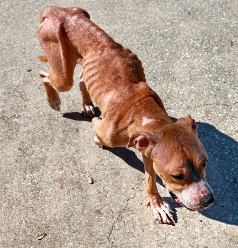 Emaciated dog cared for by Tonya Grose