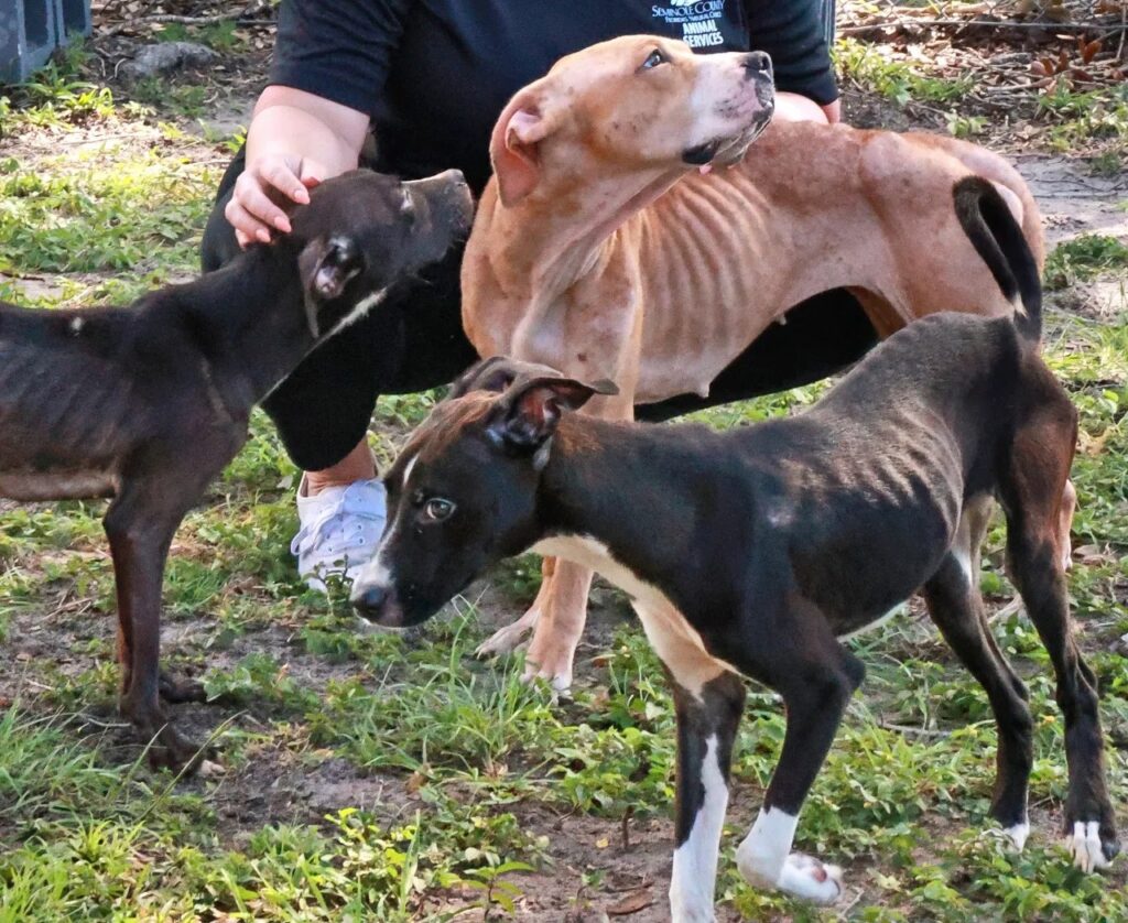 Emaciated dogs cared for by Tonya Grose