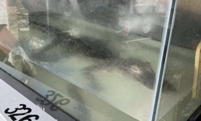 Alligator being kept in Orlando man's garage