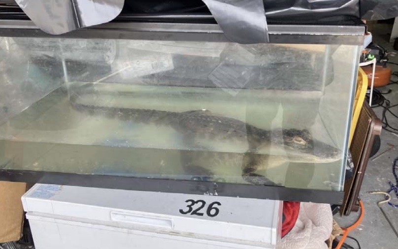Alligator found in Orlando mans garage 2