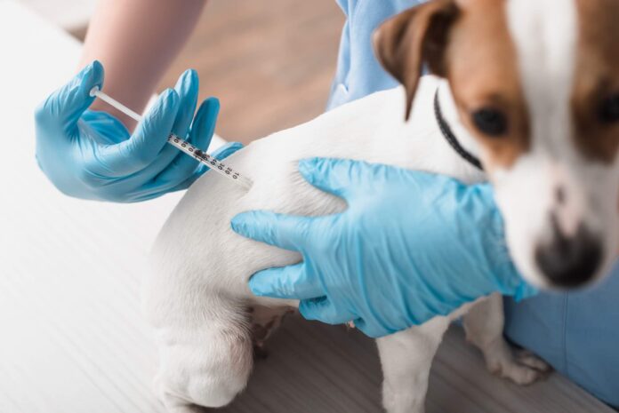 Jack Russel Terrier dog getting vaccine shot for rabies