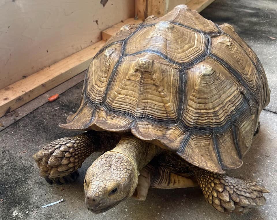 Reagan the tortoise went missing in Seminole County