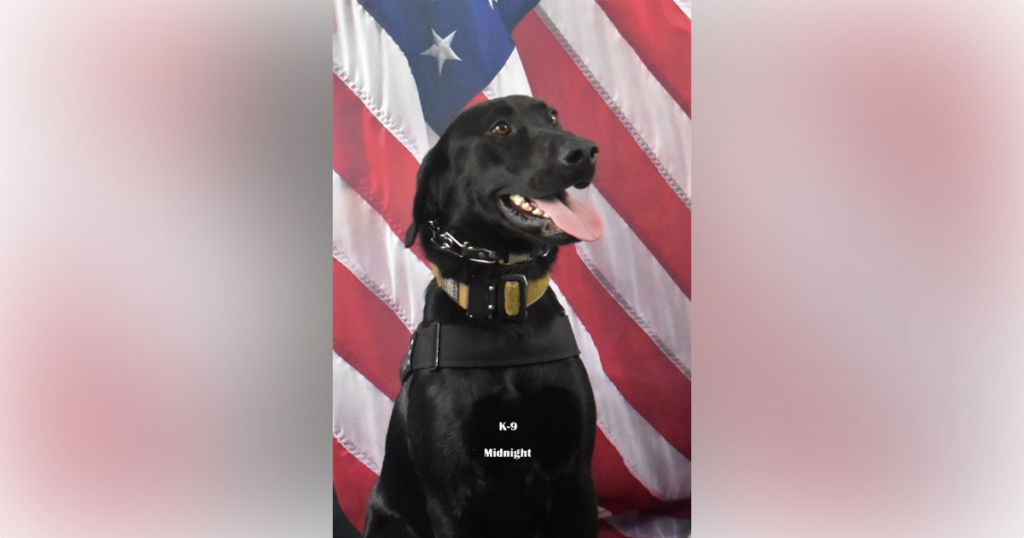 K-9 Midnight. (Photo: DeLand Police Department)