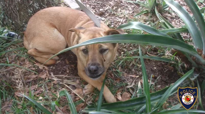 Naaman Patrick McGregor arrested for animal cruelty photo of STella (photo by DeLand police)