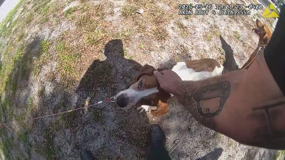 One of the malnourished dogs that was rescued from a DeLand home on May 6, 2024. (Photo: Volusia County Sheriff's Office)