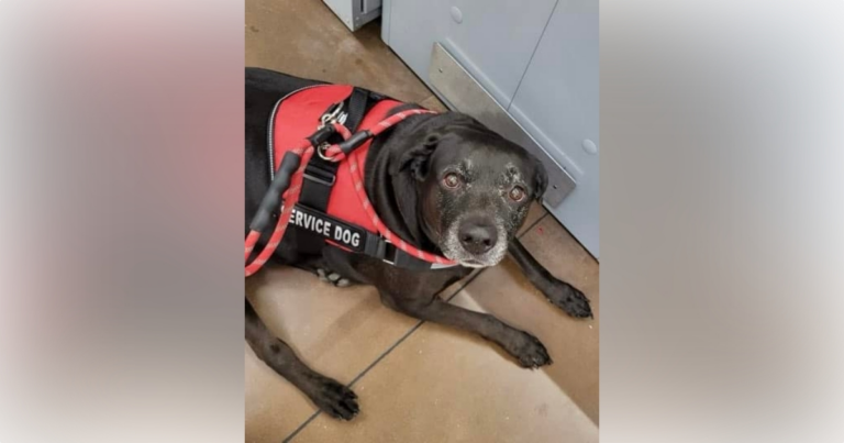 A photo of the missing service dog, Thor.