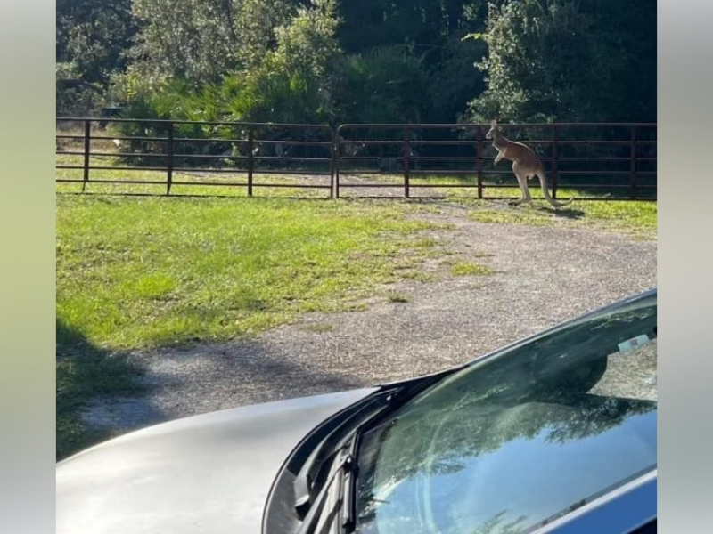 A kangaroo was spotted in Pierson on October 17, 2024. (Photo: Haley Dehut)