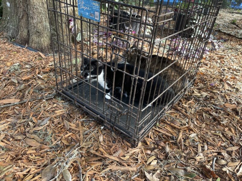 These two cats were removed from a DeLand home on November 7, 2024, after a dryer caught fire inside the residence. (Photo: DeLand Fire Department)