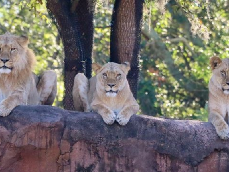 Three new lion cubs have arrived at Disney's Animal Kingdom. (Photo: Disney)
