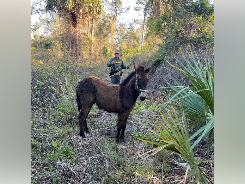 A runaway donkey was found near Interstate 95 in Brevard County on March 3, 2025. (Photo: Brevard County Sheriff's Office)