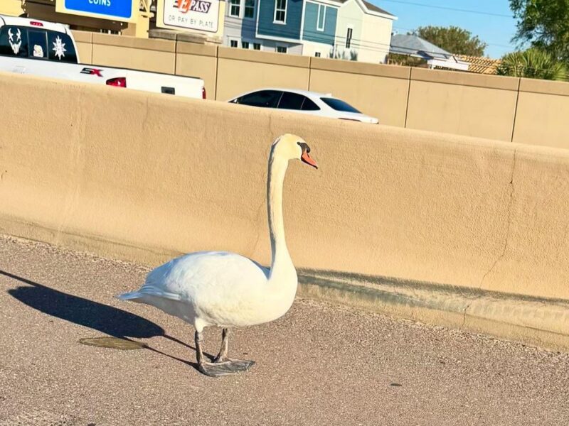 A swan wandered onto State Road 408 in Orange County on March 7, 2025. (Photo: Orlando Police Department)