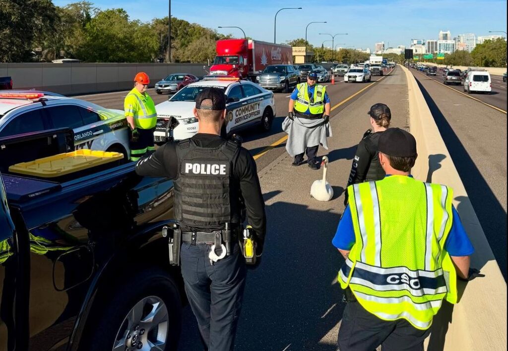 OPD officers securing a swan that had wandered onto SR 408 on March 7, 2025 photo by opd