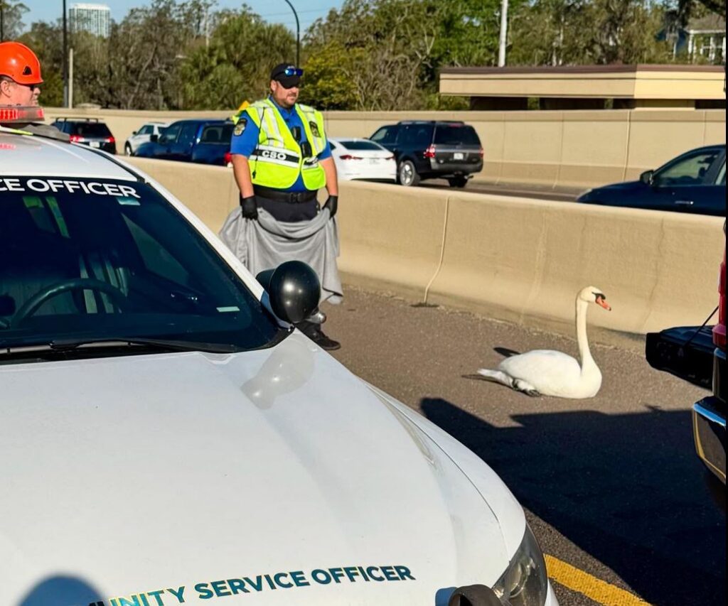 OPD officers securing a swan that had wandered onto SR 408 on March 7, 2025 photo by opd 2