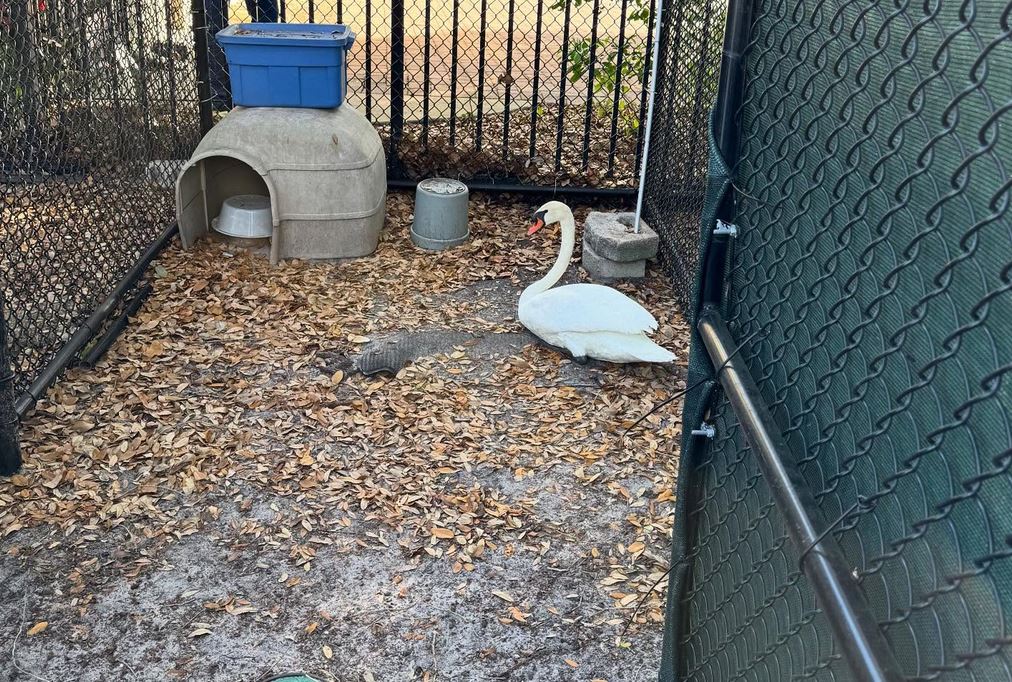 The swan was trasnported to Lake Eola House photo by opd