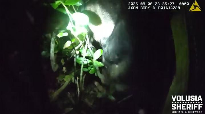 The VCSO deputy and K-9 partner approaching a bear in the woods during their search for a battery suspect. (Photo: Volusia County Sheriff's Office)