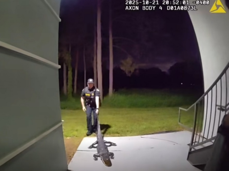 An OPD officer safely dragging an alligator away from a local apartment complex on October 21, 2025. (Photo: Orlando Police Department)