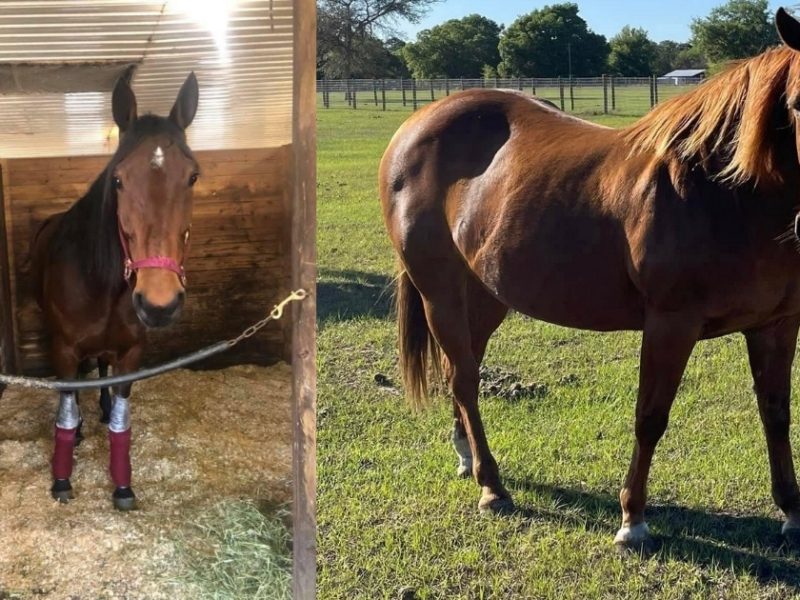 Four horses, including Gratian Hanover and Snoop (pictured above), were recently stolen from a property in Volusia County. (Photos: Volusia County Sheriff's Office)