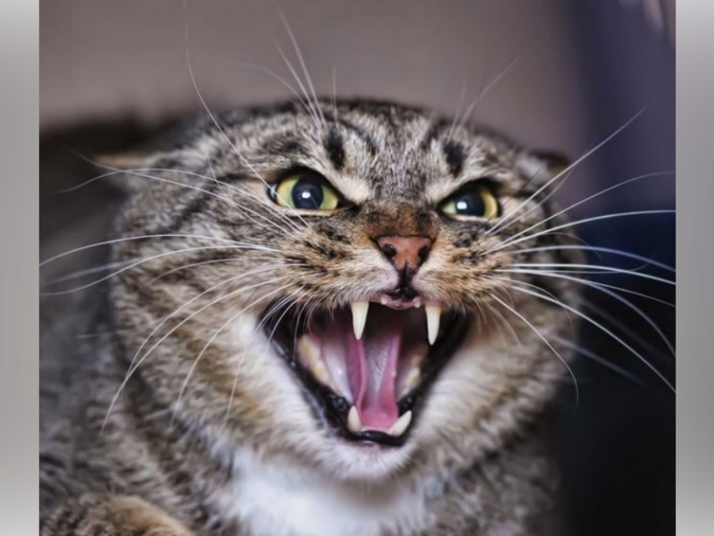 cat hissing