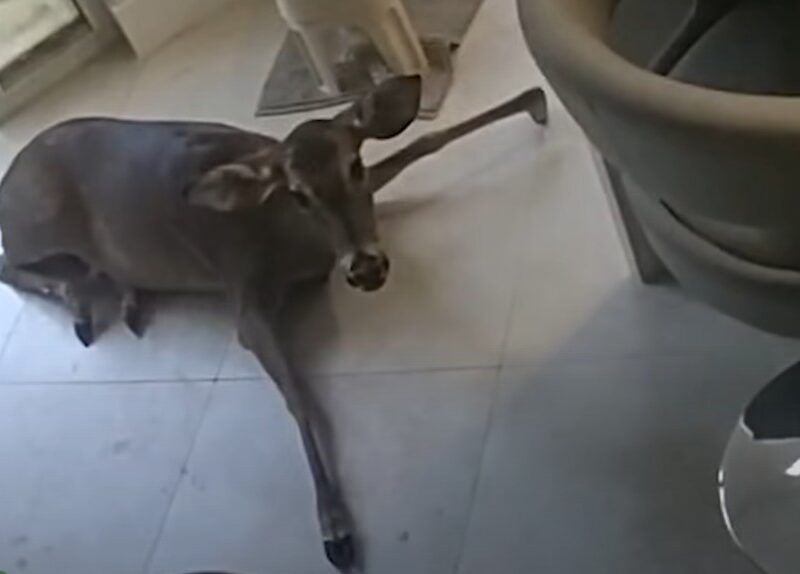 A deer struggling to stand inside an Orange County home after crashing through a living room window. (Photo: Orange County Sheriff's Office)