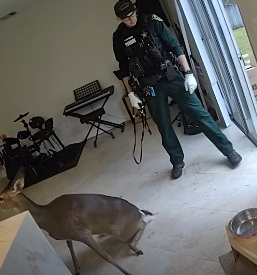A deputy opening a sliding glass door in an attempt to help the deer exit the residence photo by OCSO