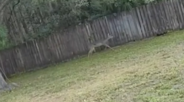 The deer running along the perimeter of the back yard. (Photo: Orange County Sheriff's Office)