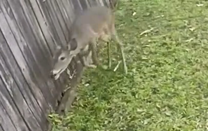 The deer running towards the opened gate moments before exiting the back yard. (Photo: Orange County Sheriff's Office)