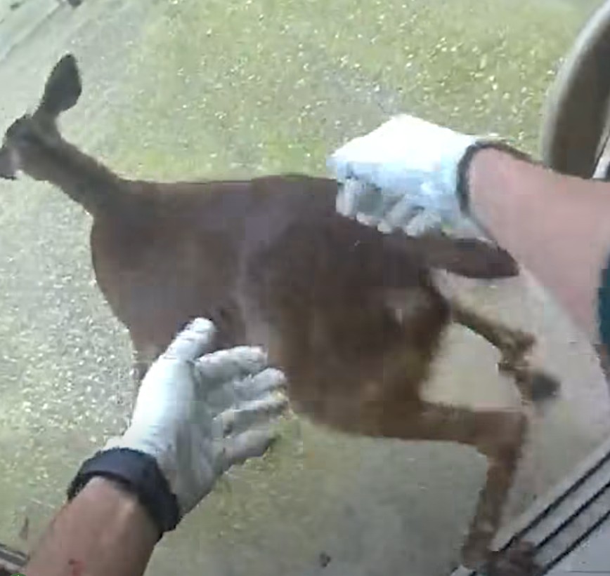 OCSO deputy picking up the deer and placing it into the backyard photo by OCSO