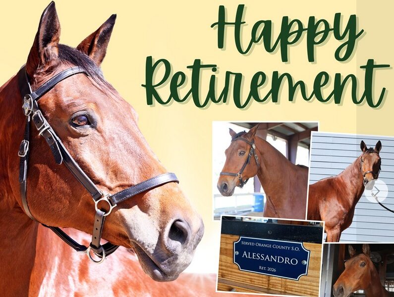 Alessandro, an 18-year-old horse, has retired from OCSO's Mounted Unit after nearly 8 years of service. (Photo: Orange County Sheriff's Office)