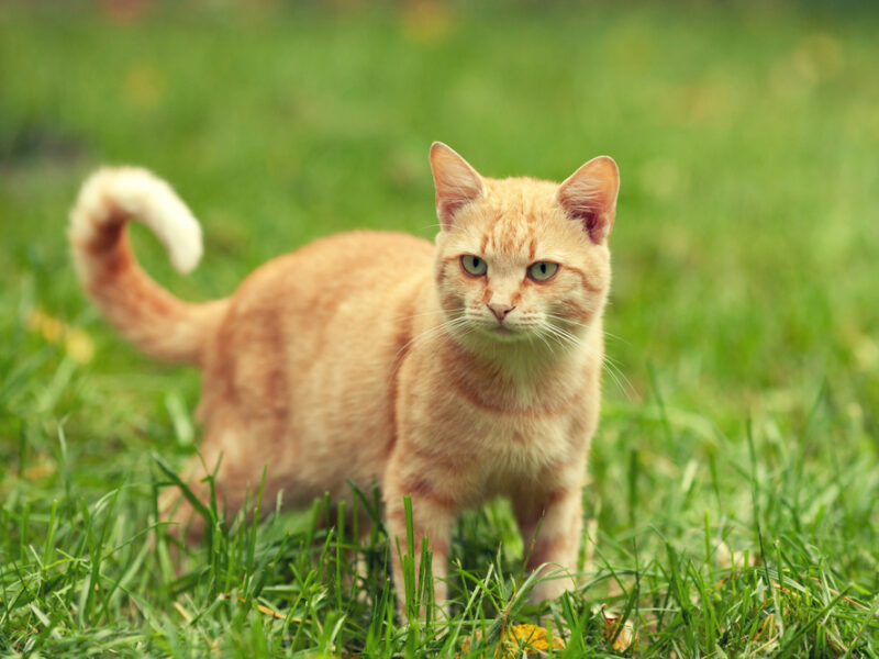Cat walking outside