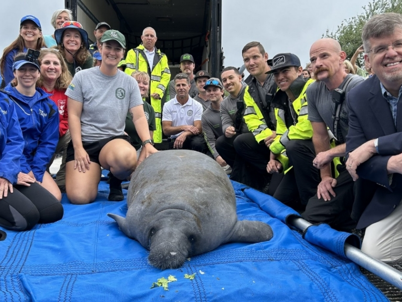 A rescued manatee, Melby, was returned to the wild on April 7, 2026, following a two-month rehabilitation at SeaWorld Orlando. (Photo: Florida Fish and Wildlife Conservation Commission)