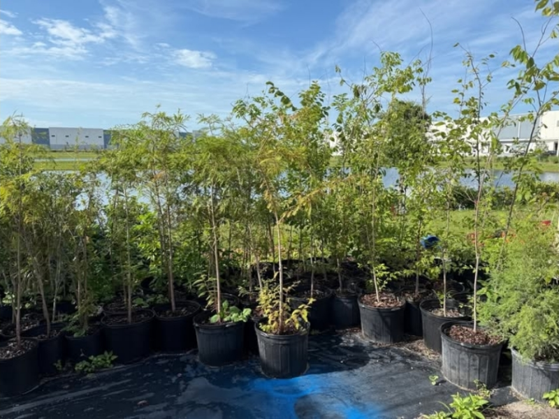 Orange County to give away free trees to residents during ‘Adopt-a-Tree’ event