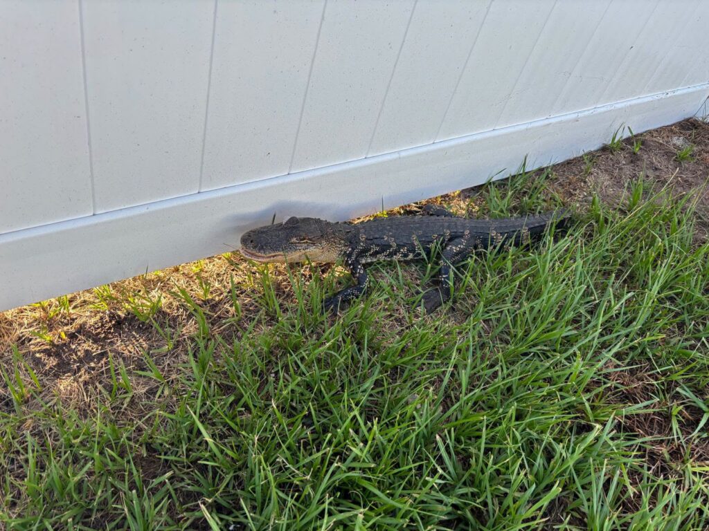 An OCSO sergeant helped remove a small alligator from a local resident s backyard on June 18, 2026. - photo of gator Photo by OCSO