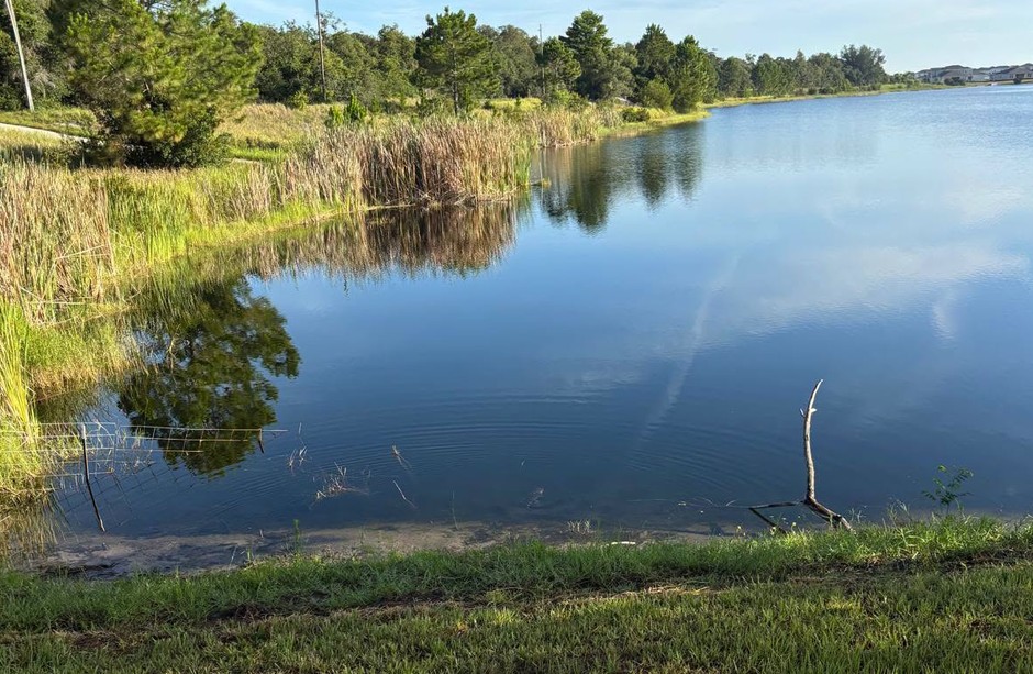The small alligator was released in this nearby lake. photo by OCSO