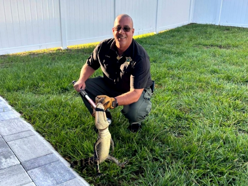Uninvited guest: Osceola sergeant wrangles small alligator from local yard