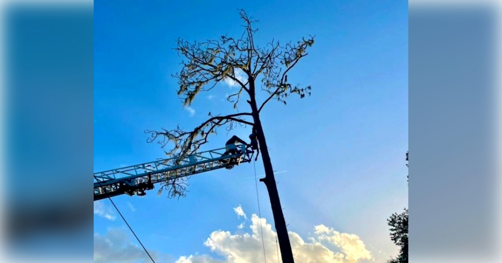 The unconscious man was secured in a rope harness before DeLand firefighters safely removed him from the tree. (Photo: DeLand Fire Department)