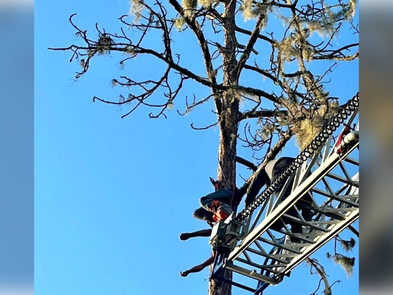 Tree worker rescued by DeLand crews after getting stuck upside down in failing harness